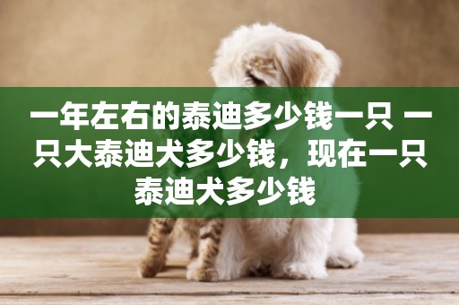 一年左右的泰迪多少錢一只 一只大泰迪犬多少錢，現在一只泰迪犬多少錢 