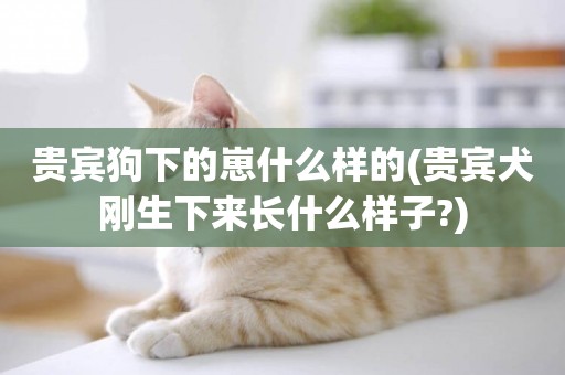 貴賓狗下的崽什么樣的(貴賓犬剛生下來長什么樣子?)