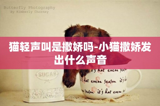 貓輕聲叫是撒嬌嗎-小貓撒嬌發出什么聲音