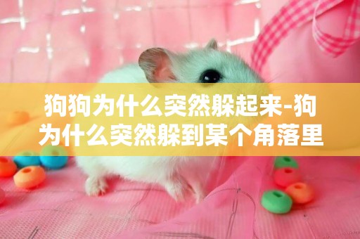 狗狗為什么突然躲起來-狗為什么突然躲到某個角落里