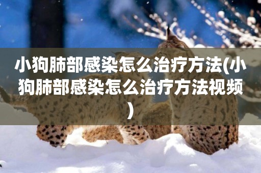 小狗肺部感染怎么治療方法(小狗肺部感染怎么治療方法視頻)