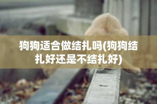 狗狗適合做結扎嗎(狗狗結扎好還是不結扎好)