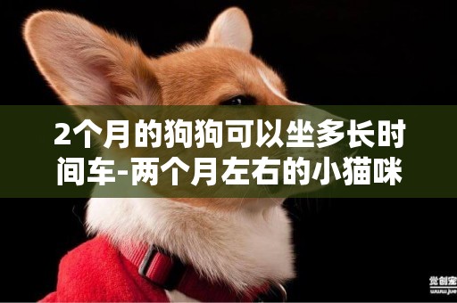 2個月的狗狗可以坐多長時間車-兩個月左右的小貓咪可以餓多長時間