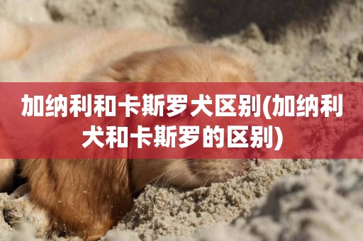 加納利和卡斯羅犬區別(加納利犬和卡斯羅的區別)