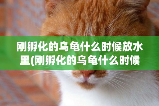 剛孵化的烏龜什么時候放水里(剛孵化的烏龜什么時候放水里最好)