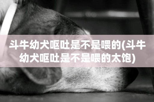 斗牛幼犬嘔吐是不是喂的(斗牛幼犬嘔吐是不是喂的太飽)