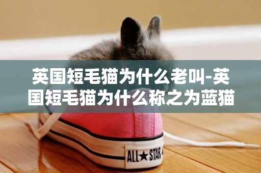 英國短毛貓為什么老叫-英國短毛貓為什么稱之為藍貓
