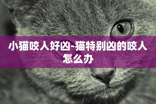 小貓咬人好兇-貓特別兇的咬人怎么辦