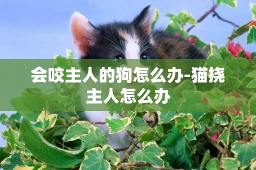 會咬主人的狗怎么辦-貓撓主人怎么辦