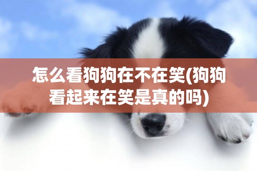 怎么看狗狗在不在笑(狗狗看起來在笑是真的嗎)