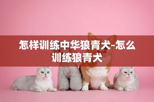 怎樣訓練中華狼青犬-怎么訓練狼青犬