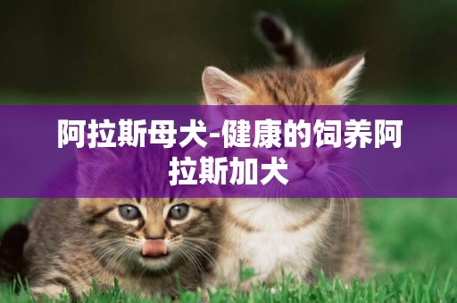 阿拉斯母犬-健康的飼養阿拉斯加犬