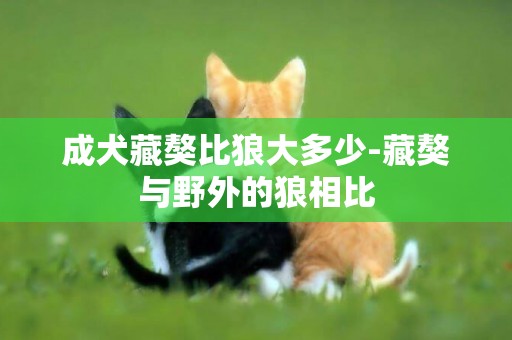 成犬藏獒比狼大多少-藏獒與野外的狼相比