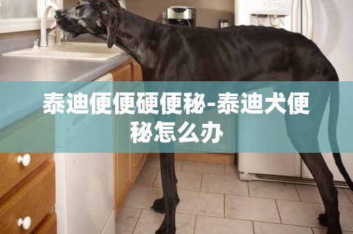 泰迪便便硬便秘-泰迪犬便秘怎么辦