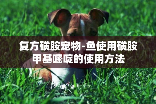 復方磺胺寵物-魚使用磺胺甲基嘧啶的使用方法