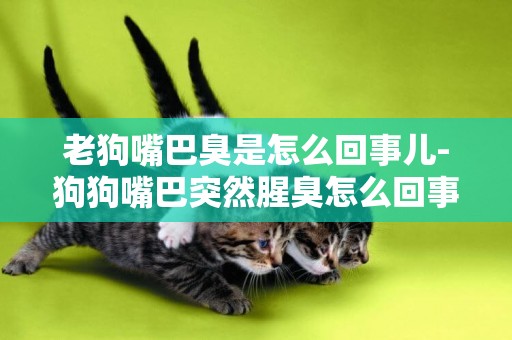 老狗嘴巴臭是怎么回事兒-狗狗嘴巴突然腥臭怎么回事