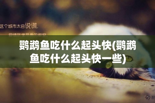 鸚鵡魚吃什么起頭快(鸚鵡魚吃什么起頭快一些)