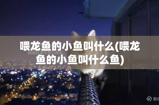 喂龍魚的小魚叫什么(喂龍魚的小魚叫什么魚)