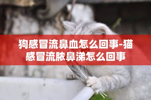 狗感冒流鼻血怎么回事-貓感冒流膿鼻涕怎么回事