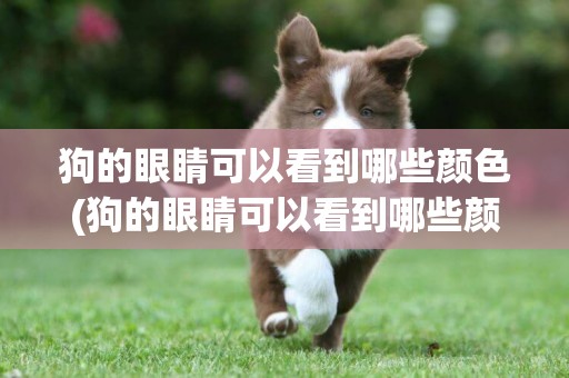 狗的眼睛可以看到哪些顏色(狗的眼睛可以看到哪些顏色呢)