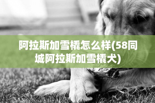 阿拉斯加雪橇怎么樣(58同城阿拉斯加雪橇犬)
