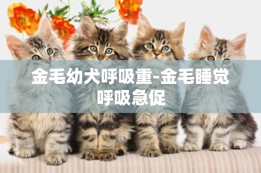 金毛幼犬呼吸重-金毛睡覺呼吸急促
