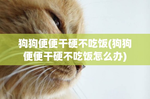 狗狗便便干硬不吃飯(狗狗便便干硬不吃飯怎么辦)