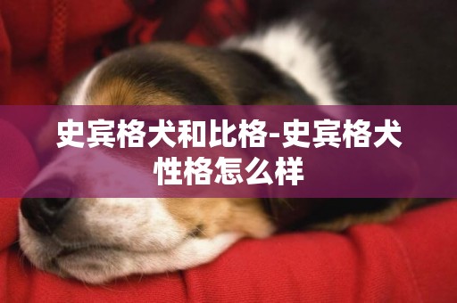史賓格犬和比格-史賓格犬性格怎么樣