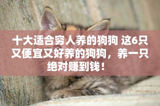 十大適合窮人養的狗狗 這6只又便宜又好養的狗狗，養一只絕對賺到錢！ 