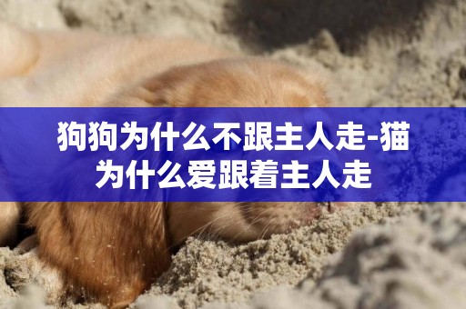 狗狗為什么不跟主人走-貓為什么愛跟著主人走