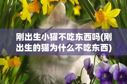 剛出生小貓不吃東西嗎(剛出生的貓為什么不吃東西)
