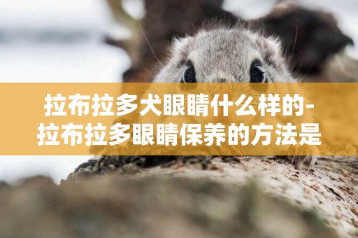 拉布拉多犬眼睛什么樣的-拉布拉多眼睛保養的方法是什么