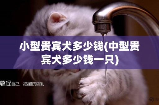 小型貴賓犬多少錢(中型貴賓犬多少錢一只)