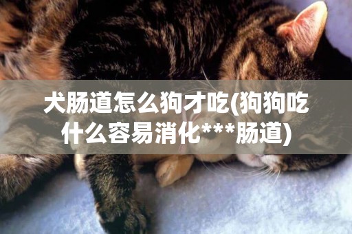 犬腸道怎么狗才吃(狗狗吃什么容易消化***腸道)