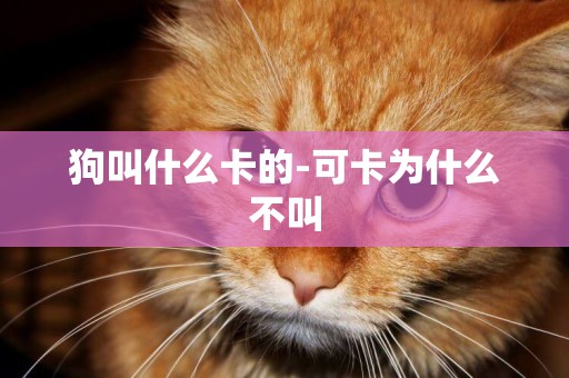 狗叫什么卡的-可卡為什么不叫