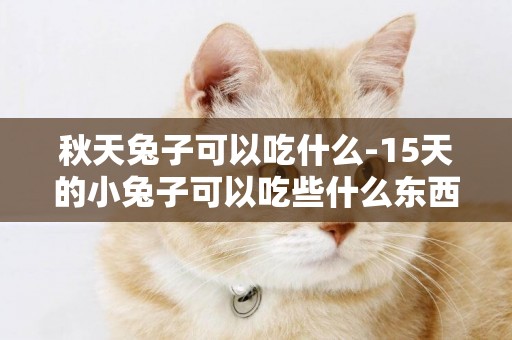 秋天兔子可以吃什么-15天的小兔子可以吃些什么東西
