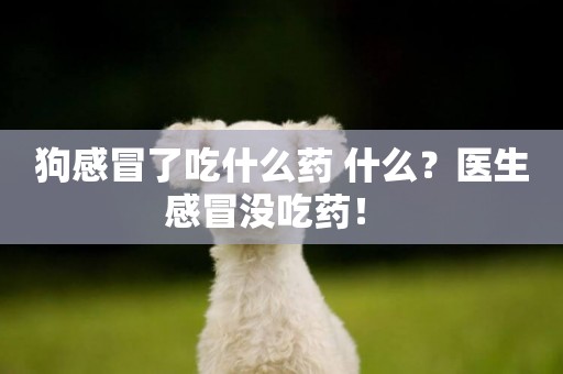 狗感冒了吃什么藥 什么？醫生感冒沒吃藥！ 