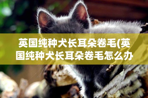 英國純種犬長耳朵卷毛(英國純種犬長耳朵卷毛怎么辦)