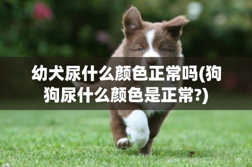 幼犬尿什么顏色正常嗎(狗狗尿什么顏色是正常?)