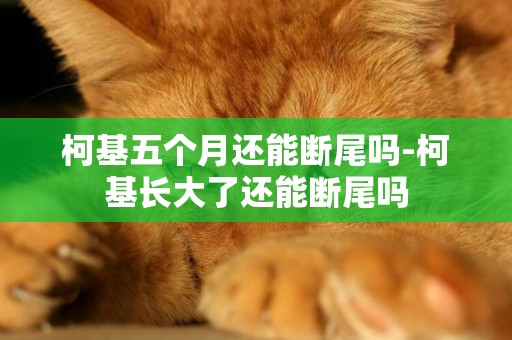 柯基五個月還能斷尾嗎-柯基長大了還能斷尾嗎