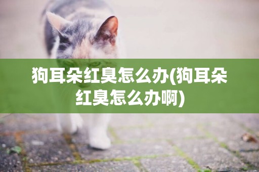 狗耳朵紅臭怎么辦(狗耳朵紅臭怎么辦啊)