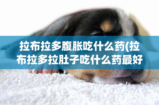 拉布拉多腹脹吃什么藥(拉布拉多拉肚子吃什么藥最好)