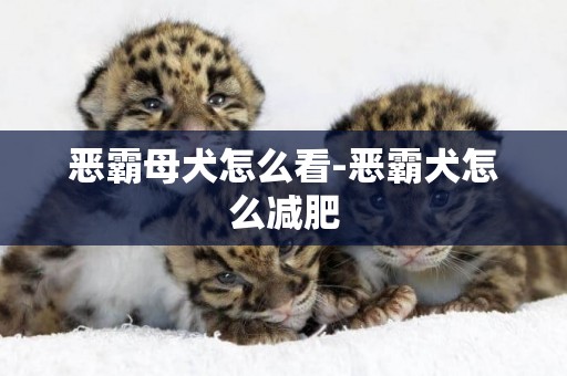 惡霸母犬怎么看-惡霸犬怎么減肥