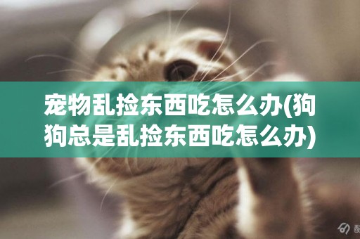 寵物亂撿東西吃怎么辦(狗狗總是亂撿東西吃怎么辦)