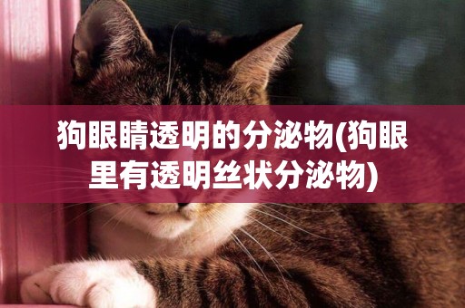 狗眼睛透明的分泌物(狗眼里有透明絲狀分泌物)
