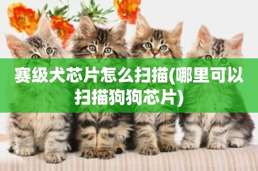 賽級犬芯片怎么掃描(哪里可以掃描狗狗芯片)