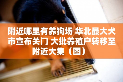 附近哪里有養狗場 華北最大犬市宣布關門 大批養殖戶轉移至附近大集（圖） 