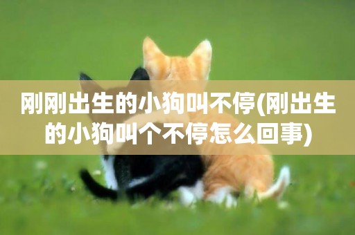 剛剛出生的小狗叫不停(剛出生的小狗叫個不停怎么回事)