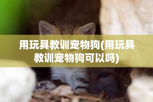 用玩具教訓寵物狗(用玩具教訓寵物狗可以嗎)