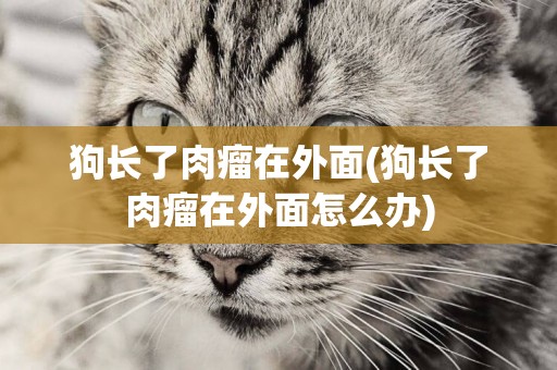 狗長了肉瘤在外面(狗長了肉瘤在外面怎么辦)